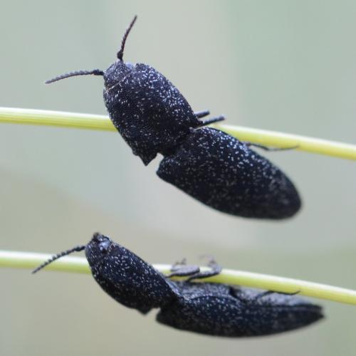 Réf. 283 870 : Lacon punctatus